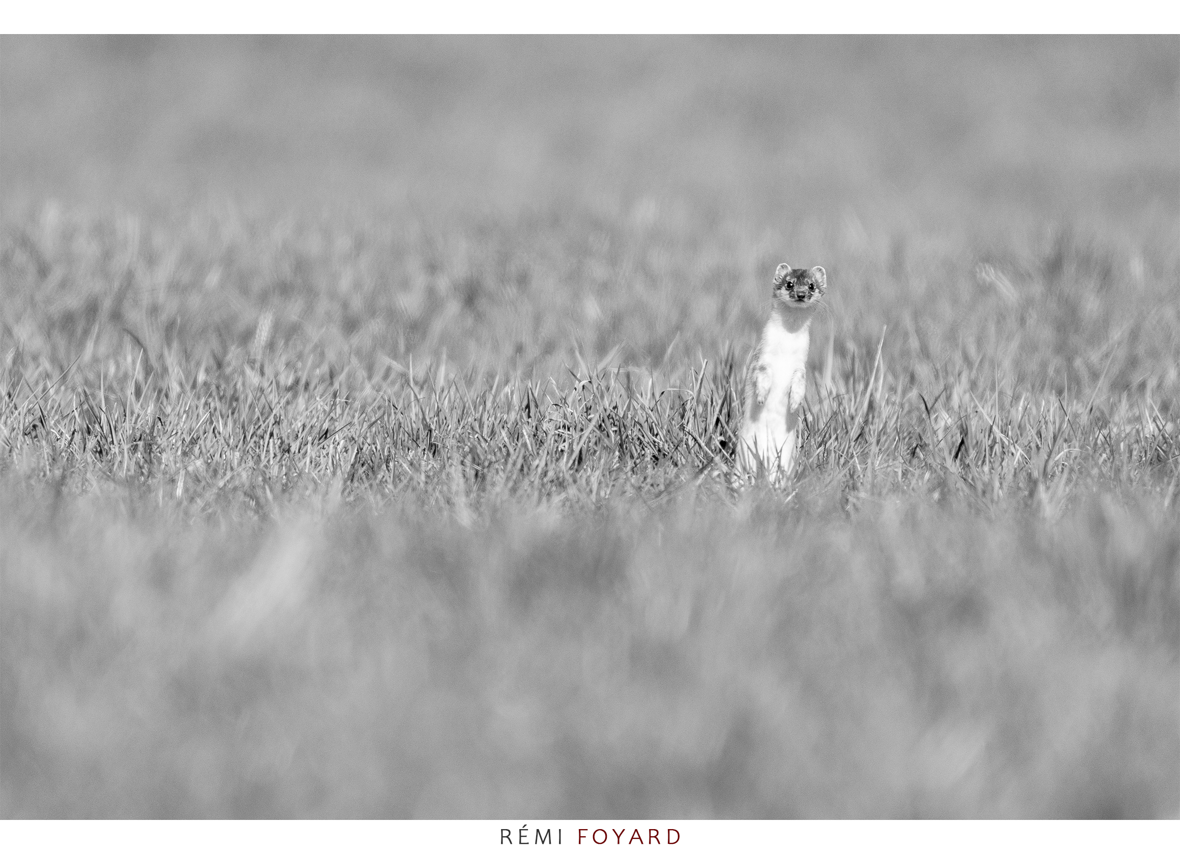 remi foyard photographer